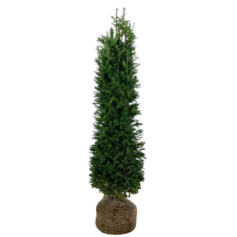Taxus Baccata 120-140 cm