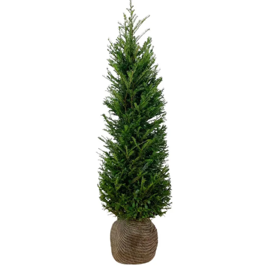 Taxus Baccata 140-160 cm