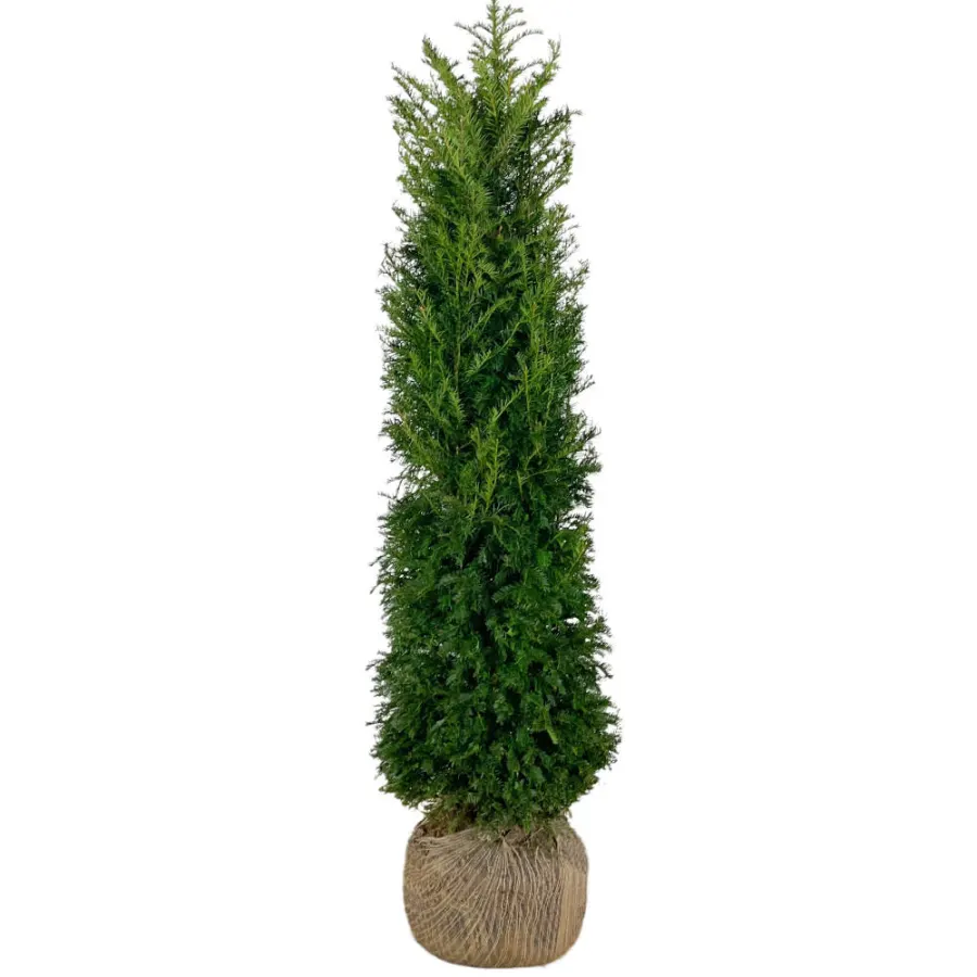 Taxus Baccata 160-180 cm