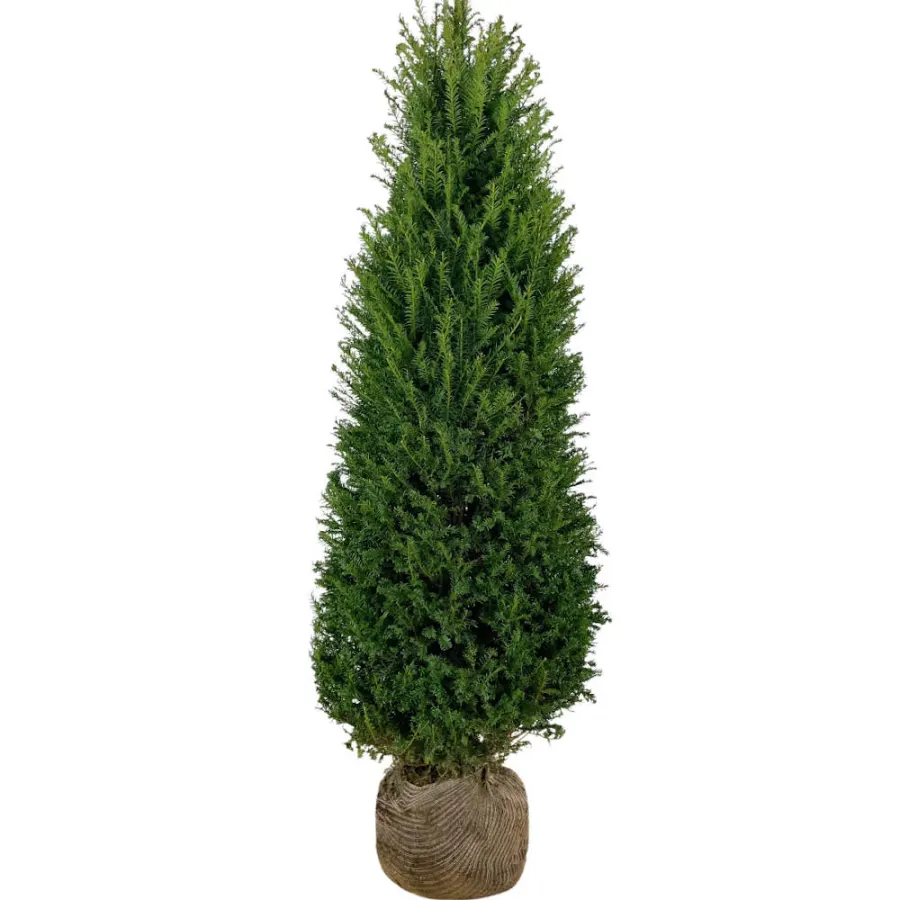Taxus Baccata 180-200 cm