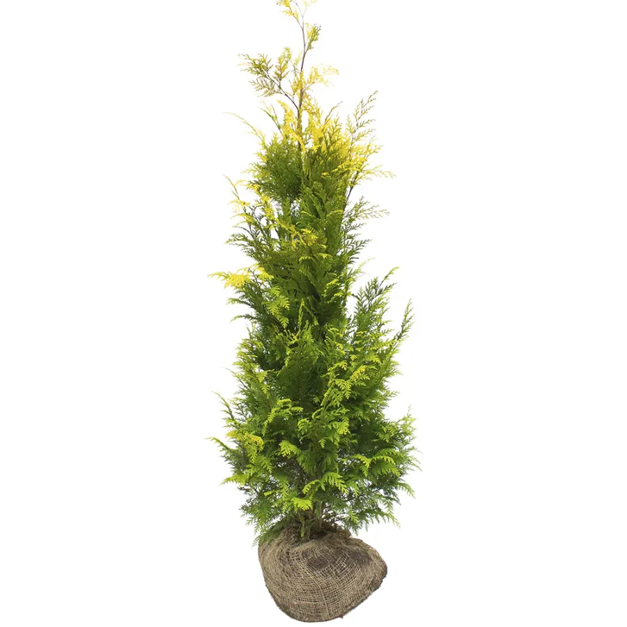 Chamaecyparis L. 'Ivonne' 120-140 cm