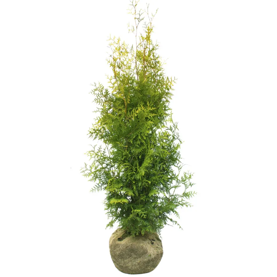 Thuja Occidentalis 'Brabant' 80-100 cm