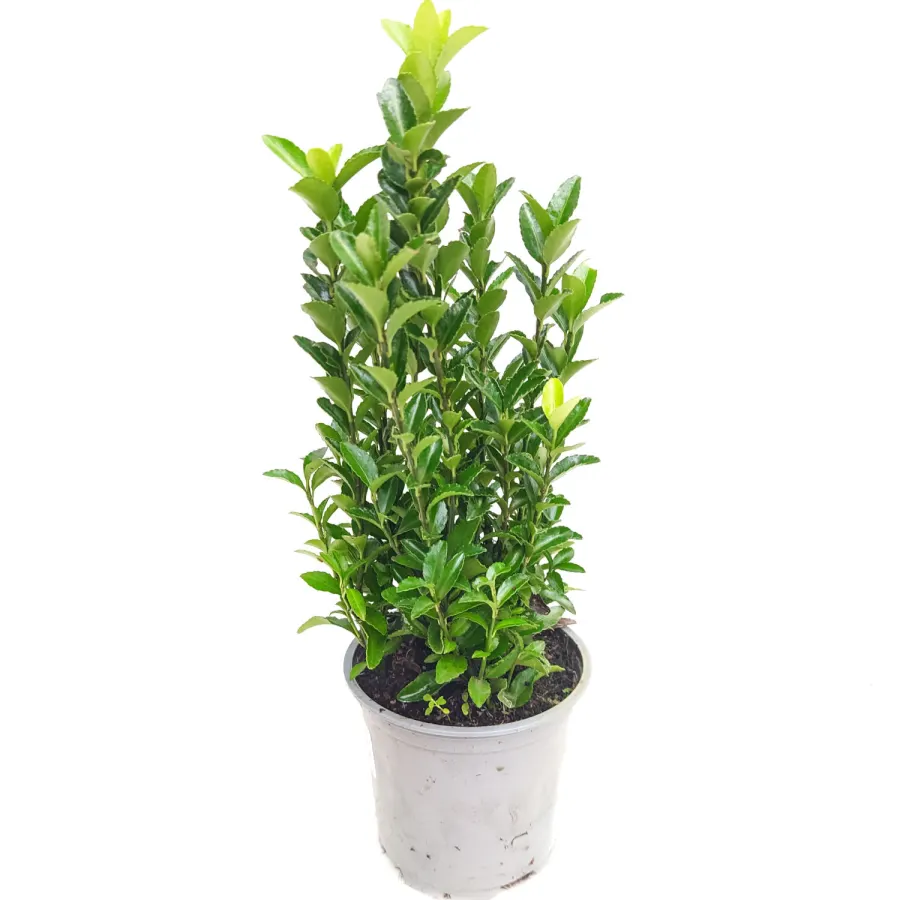 Euonymus jap. 'Green Spire' 20-30 cm