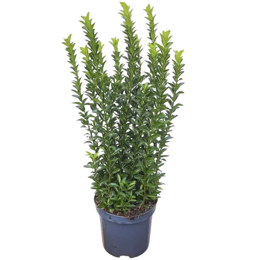 Euonymus jap. 'Green Spire' 40-60 cm