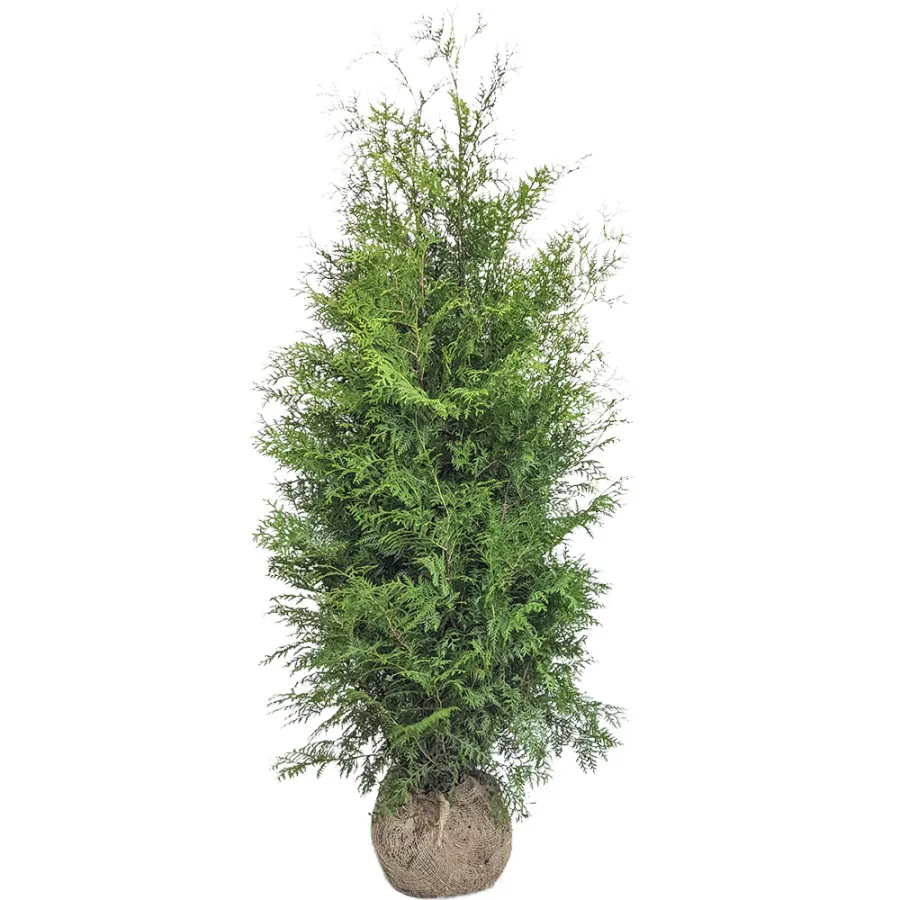 Thuja Occidentalis 'Brabant' 375-400 cm