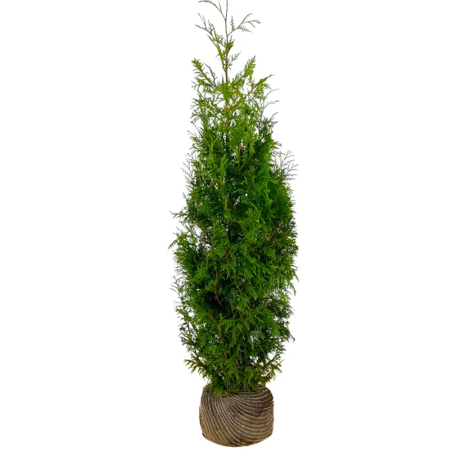 Thuja plicata ‘Martin’ 80-100 cm