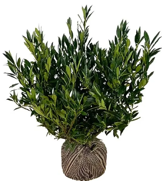 Prunus 'Otto Luyken' 50-60 cm