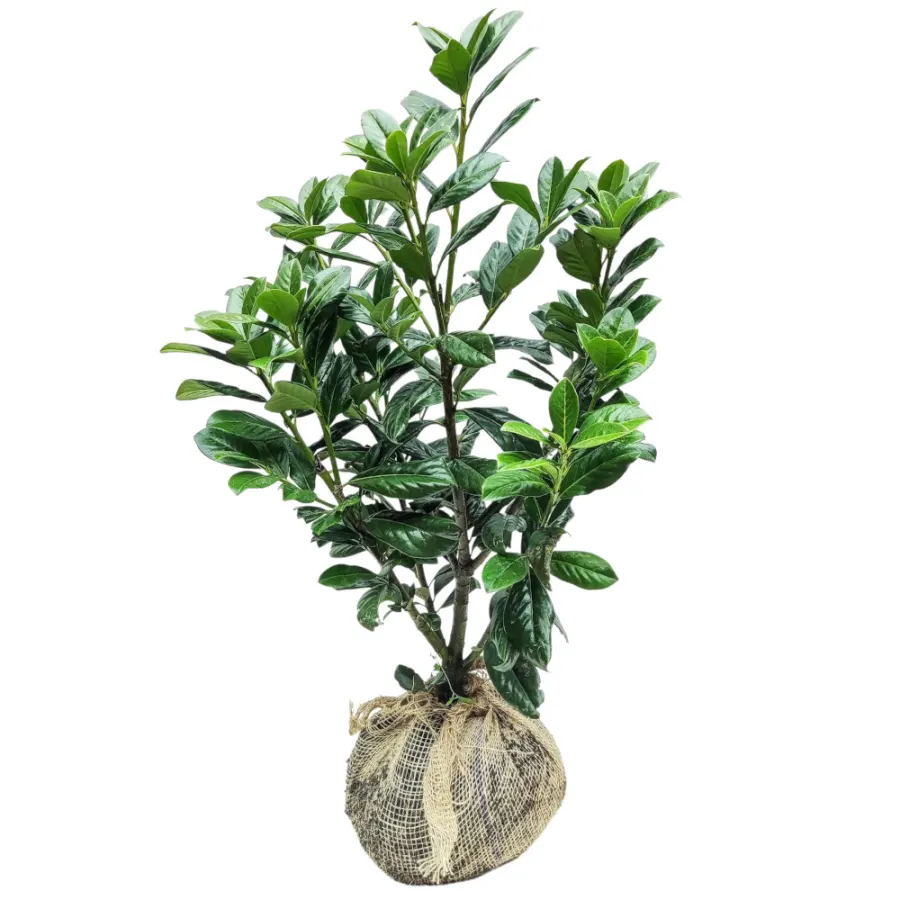 Prunus 'Novita' 60-80 cm
