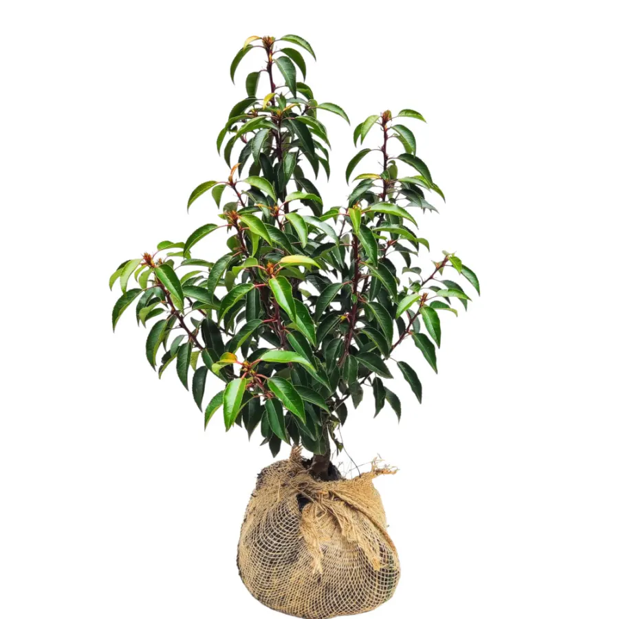 Prunus Lusitanica 40-60 cm