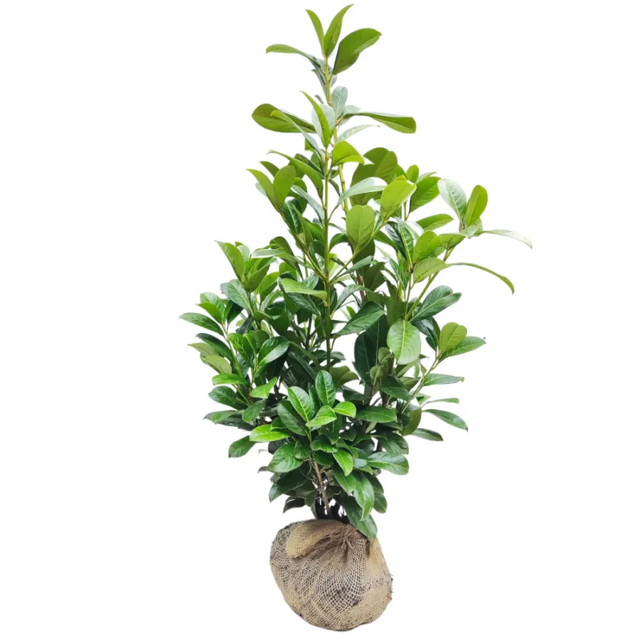 Prunus 'Rotundifolia' 60-80 cm