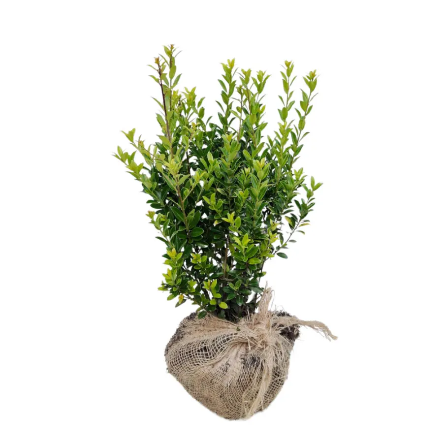 Ilex Maximo. 'Kanehirae' 40-60 cm