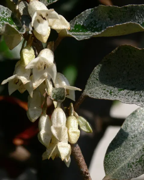 Olijfwilg (Elaeagnus ebbingei) blad en bloemen