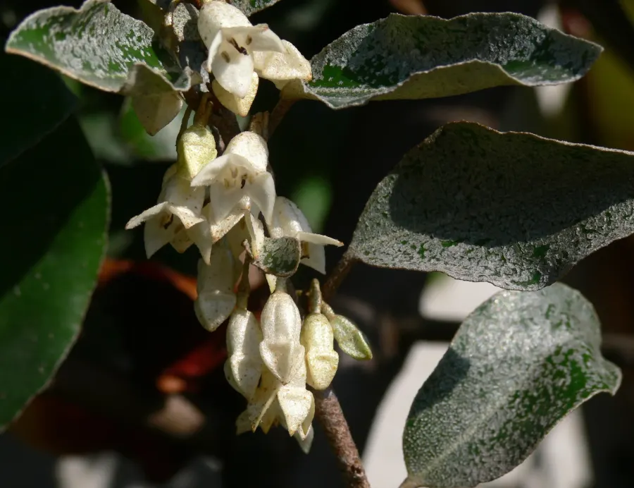 Elaeagnus ebbingei