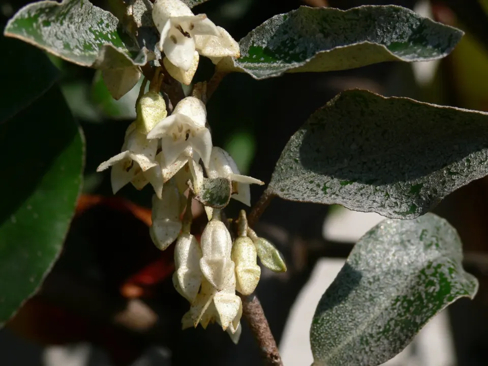 Olijfwilg