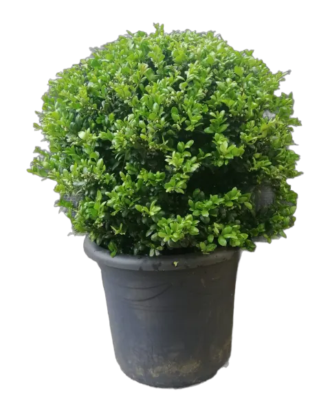 Bol van Japanse hulst (Ilex crenata 'Green Hedge') in pot