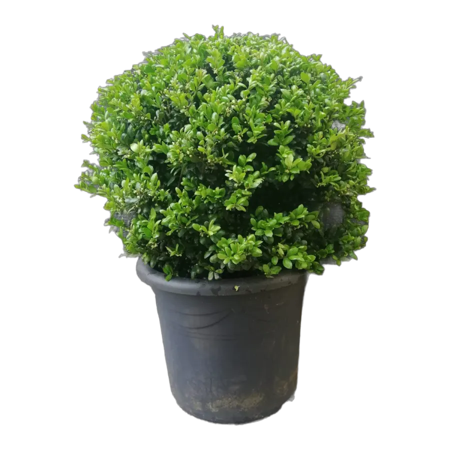 Ilex crenata 'Green Hedge' bol