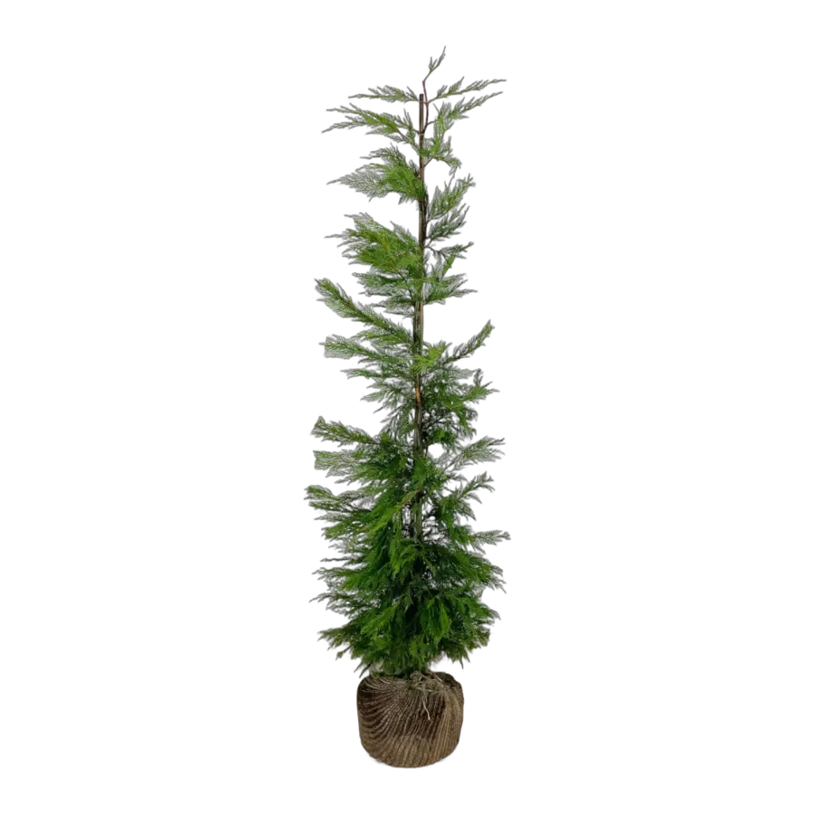 Leylandii 180-200 cm