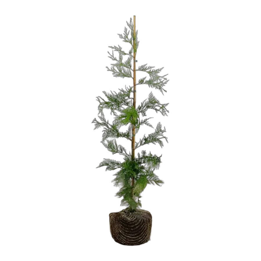 Leylandii