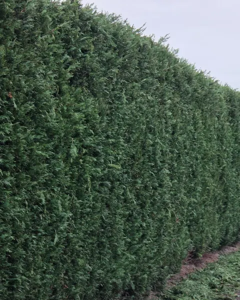 Leylandii haag