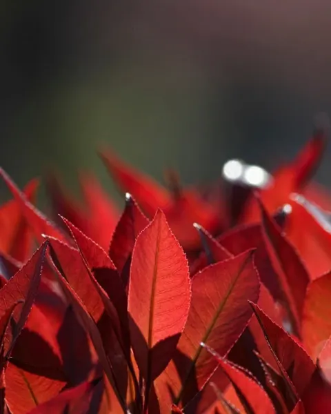 Photinia fraseri 'Carré Rouge' rood jong blad