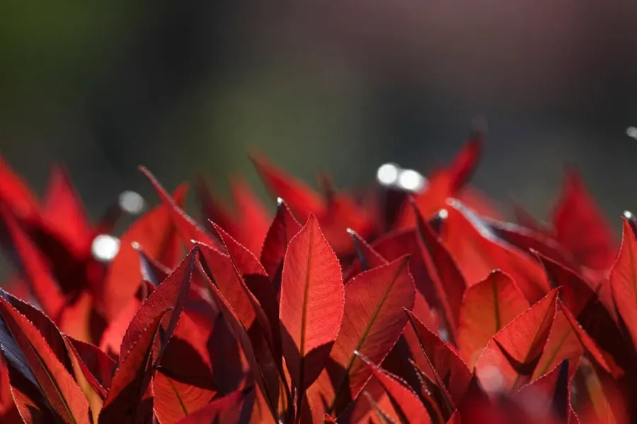 Photinia fraseri 'Carré Rouge'