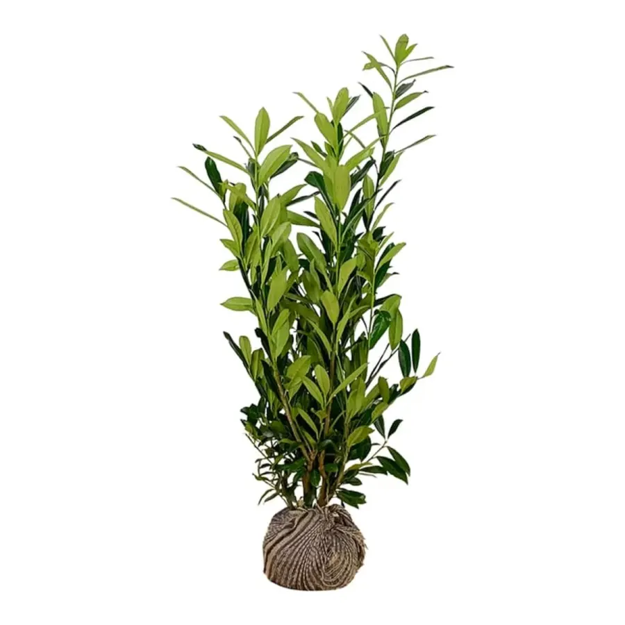 Prunus 'Caucasica' 100-125 cm