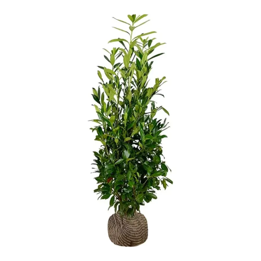 Prunus 'Caucasica' 125-150 cm