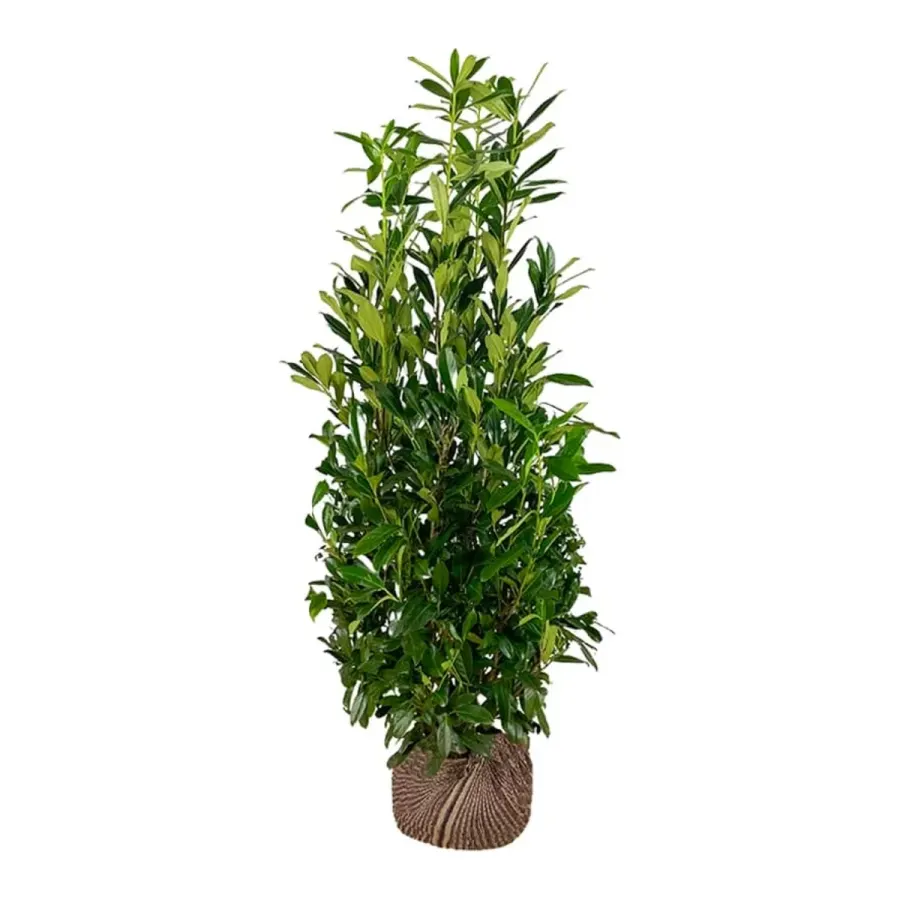 Prunus 'Caucasica' 150-175 cm