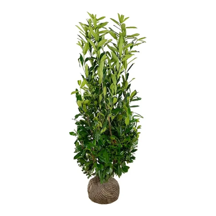 Prunus 'Caucasica' 175-200 cm