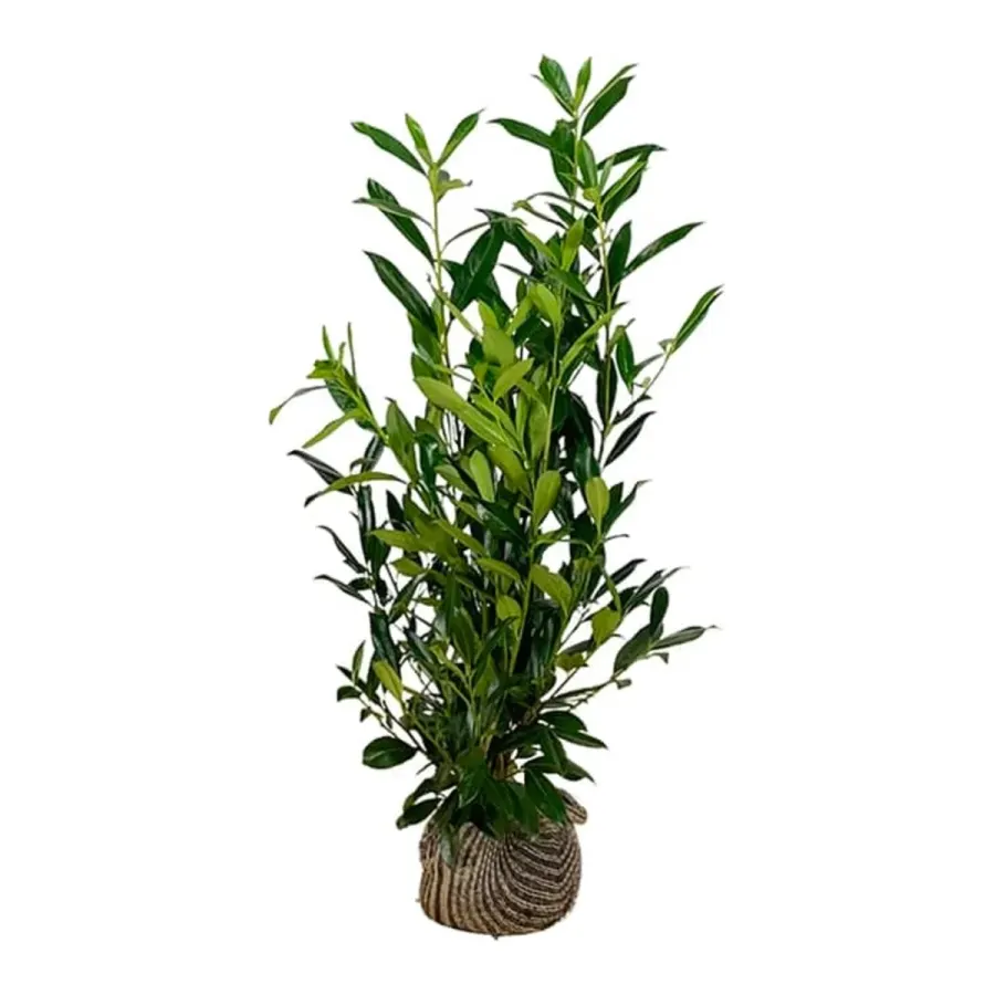 Prunus 'Caucasica'