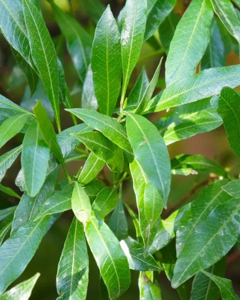 Prunus laurocerasus 'Caucasica' blad
