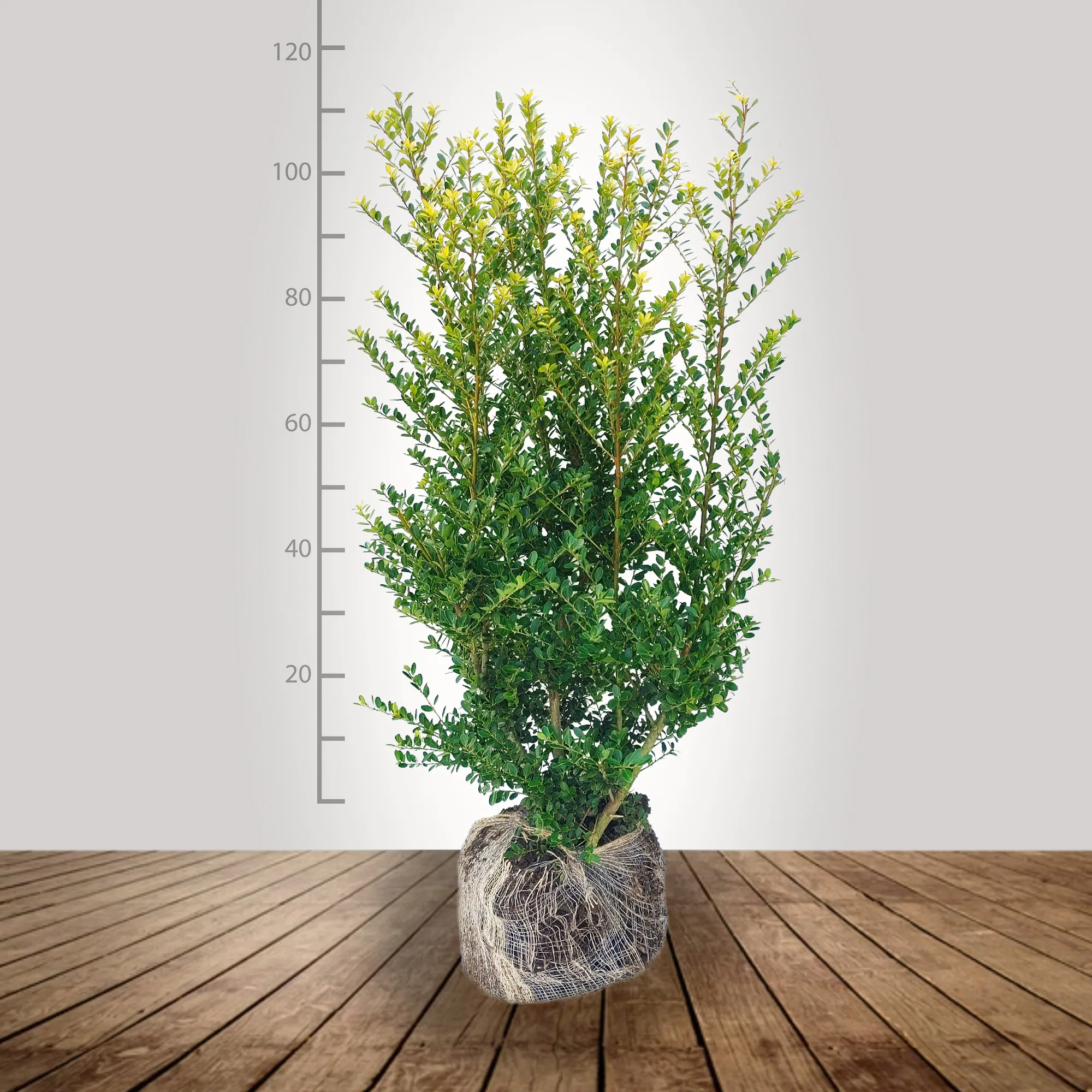 ilex_crenata_100_120_bg