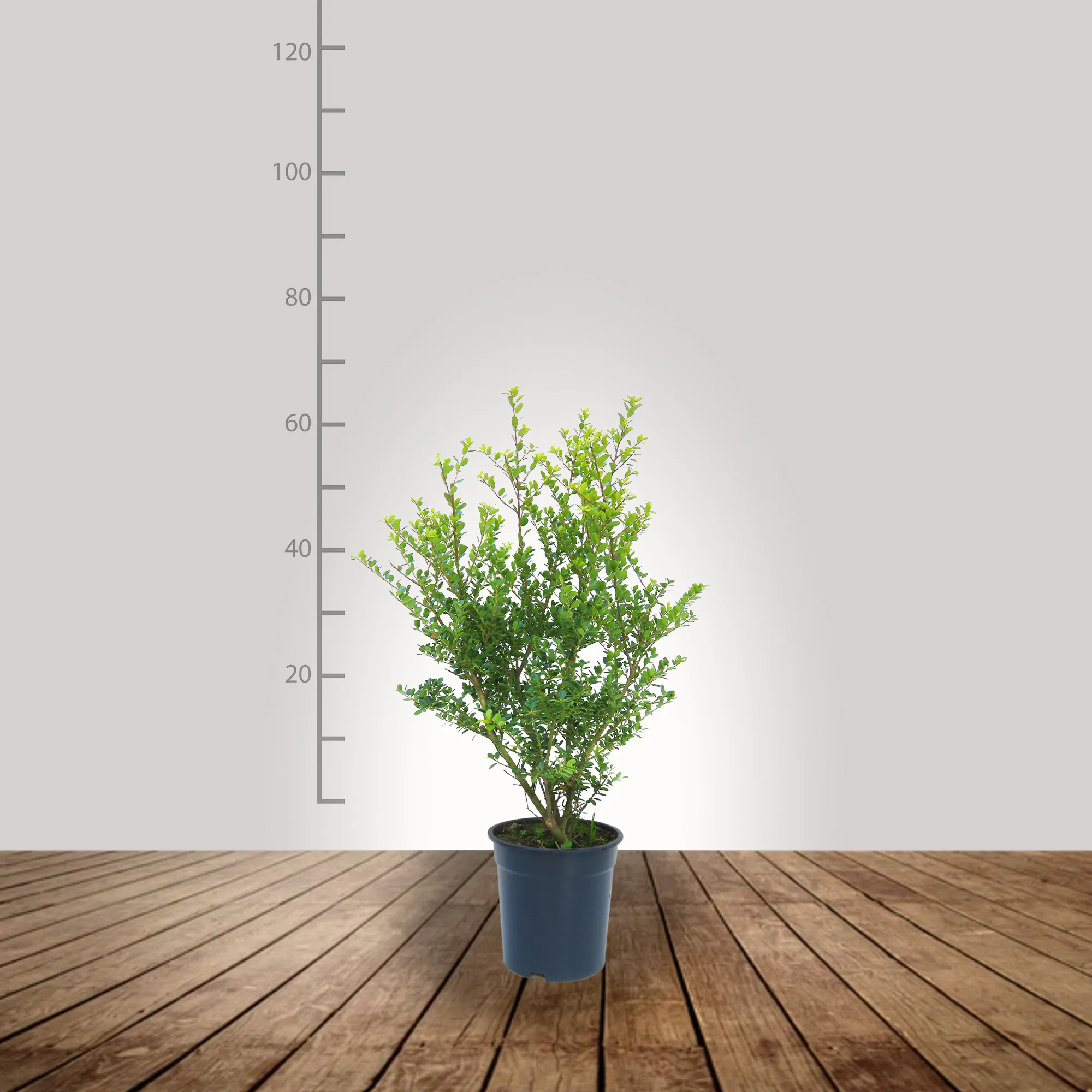 ilex_crenata_40_60