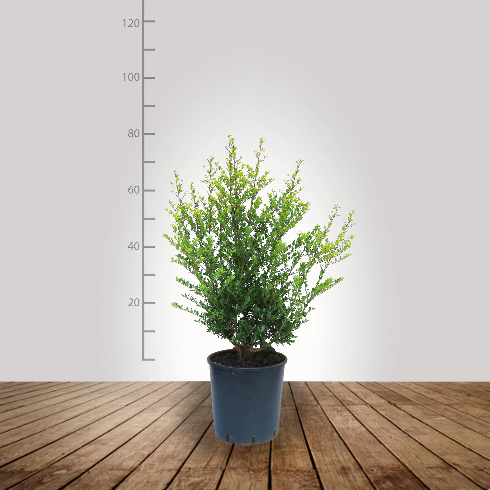 ilex_crenata_60_80