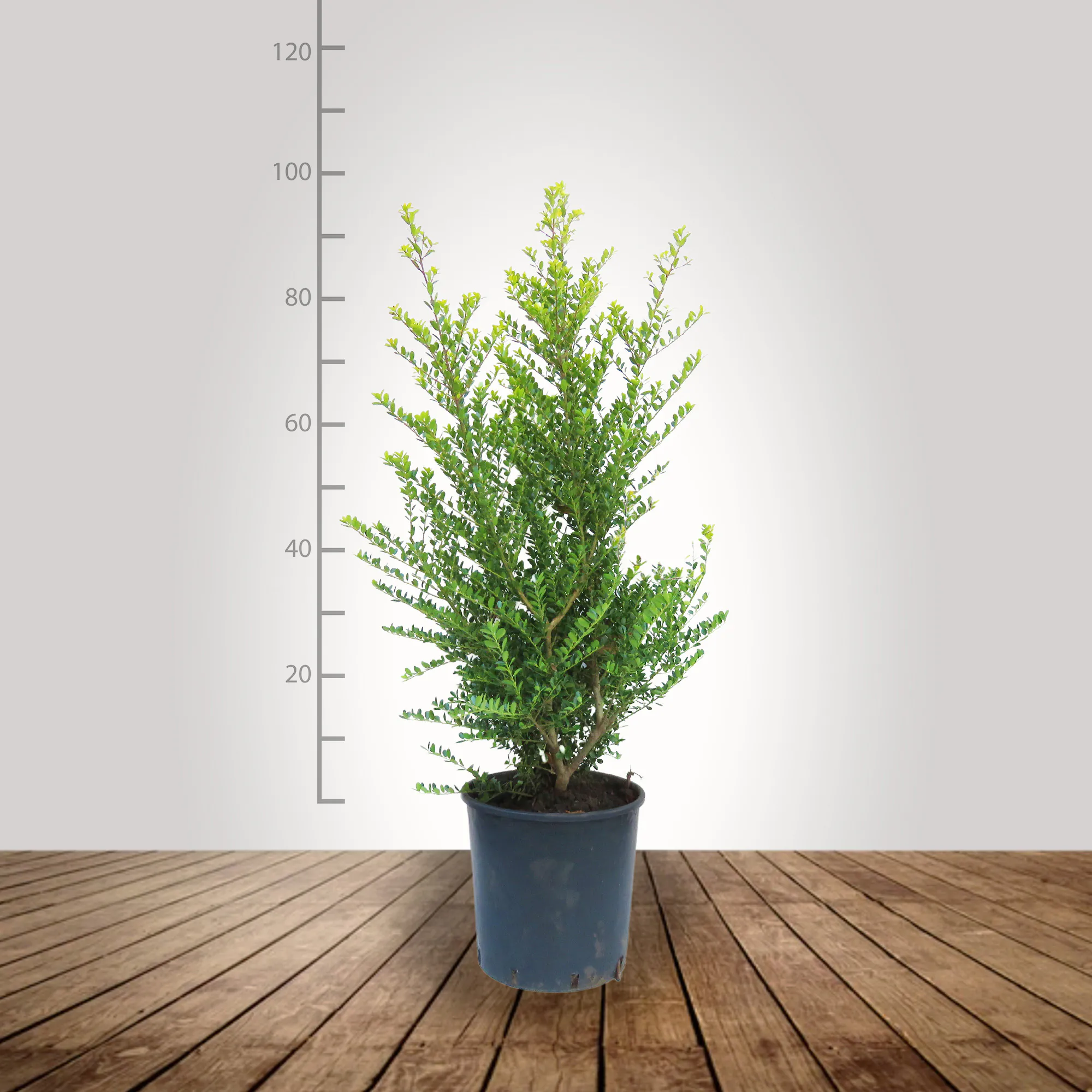 ilex_crenata_80_100