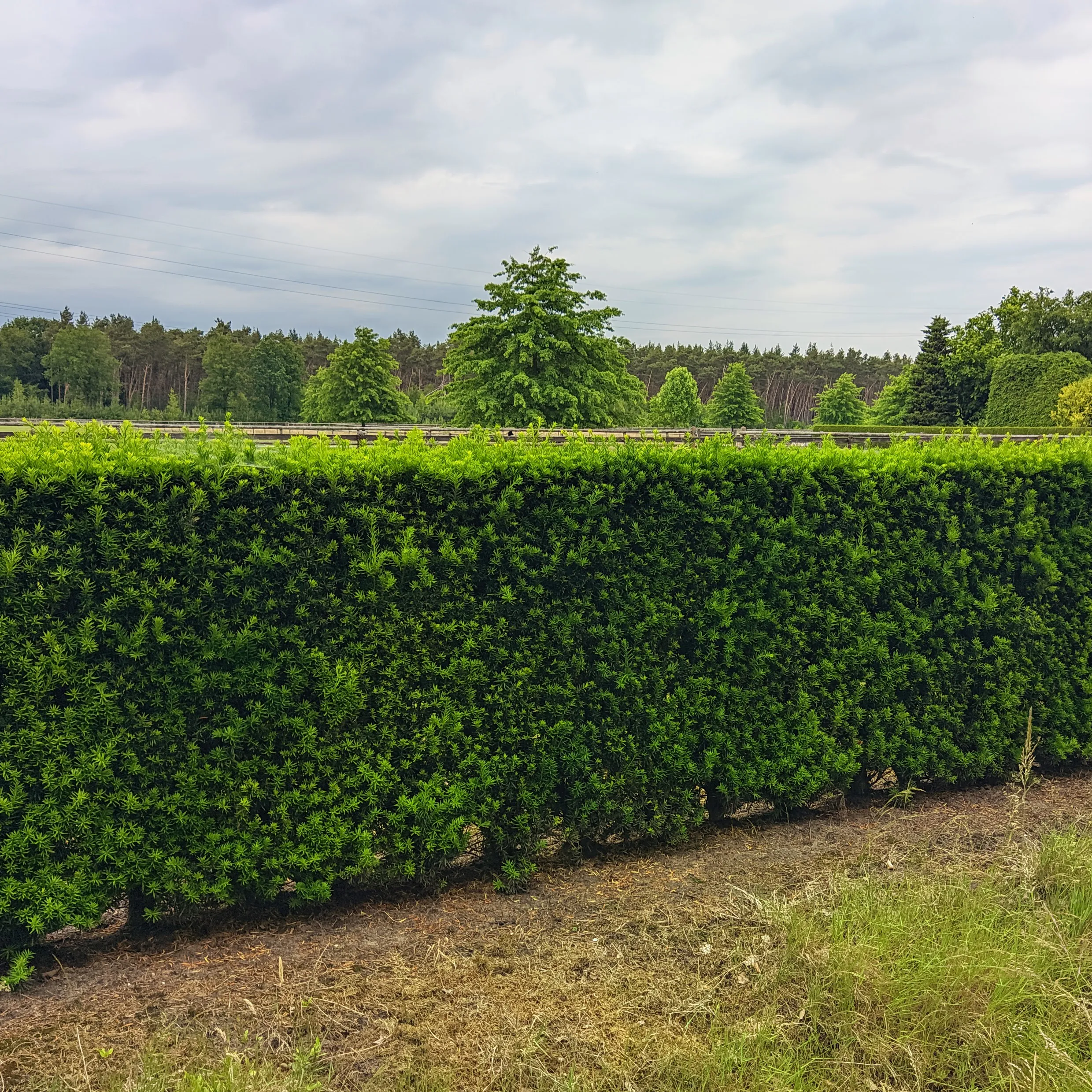 Taxus Hillii