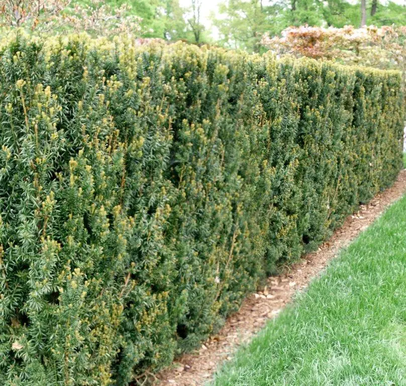 TAXUS-media-Hillii