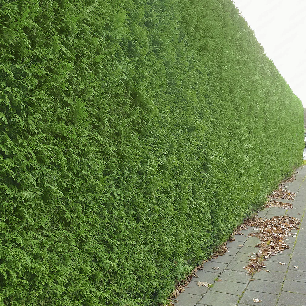 Thuja_brabant