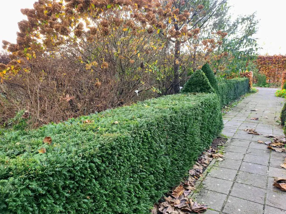 Taxus Baccata haag