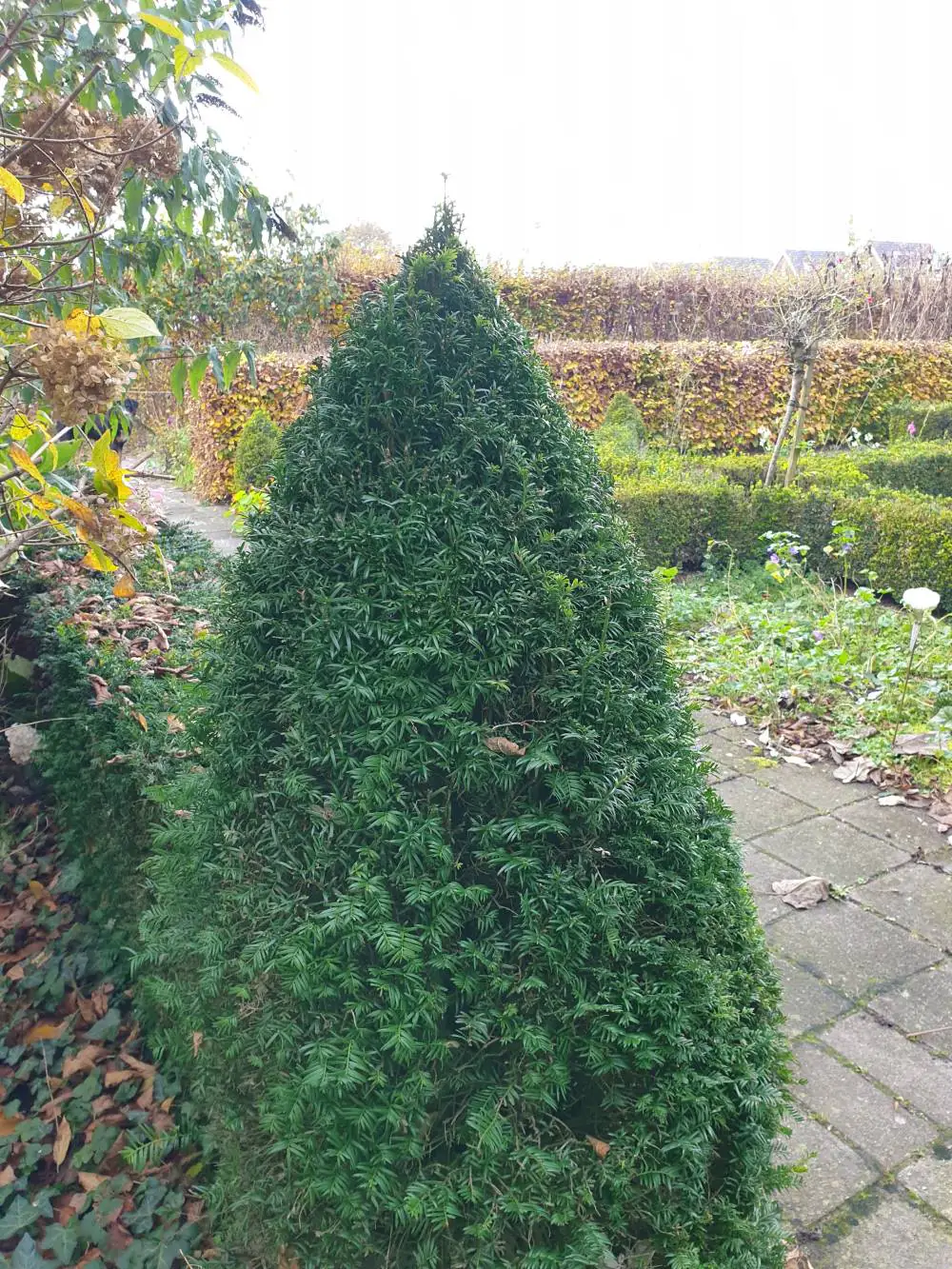 Taxus Baccata