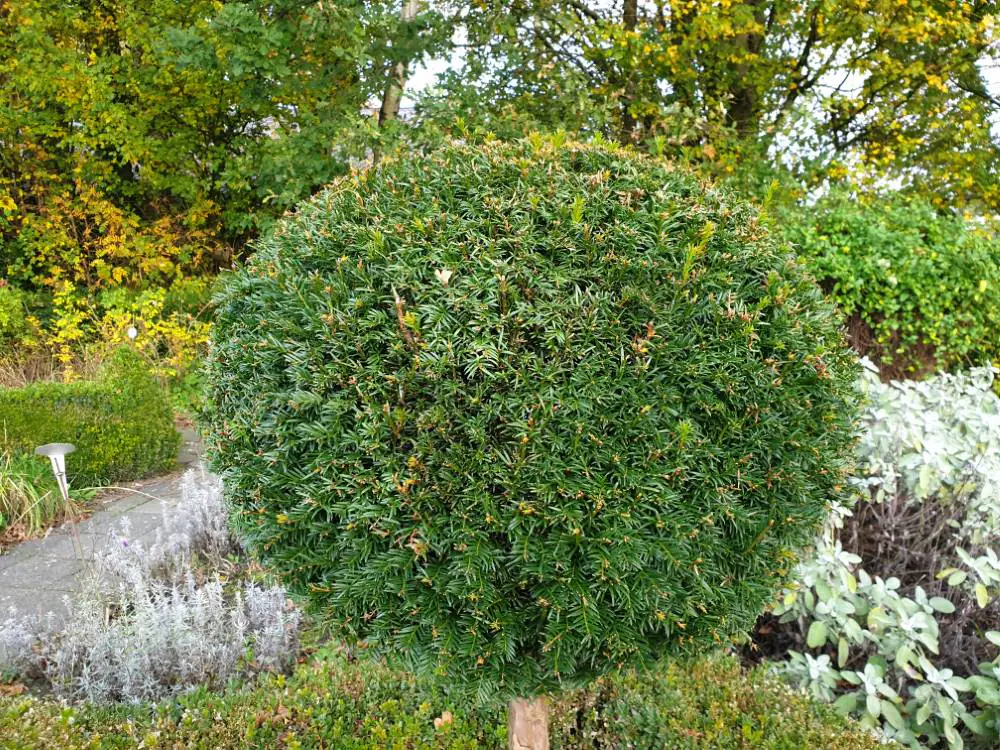Taxus Baccata bol