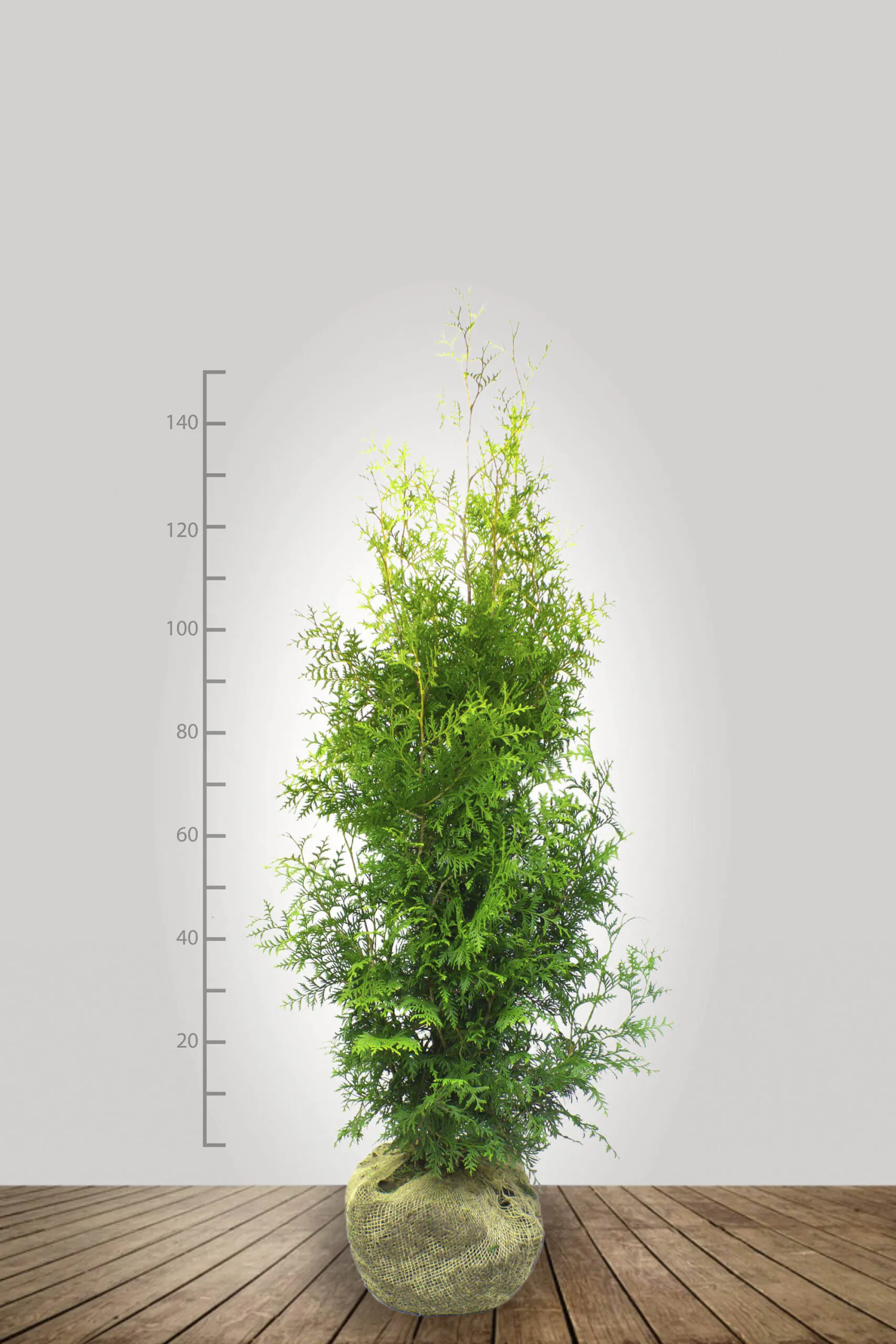 Thuja occidentalis brabant 80 100 120 140 160 175