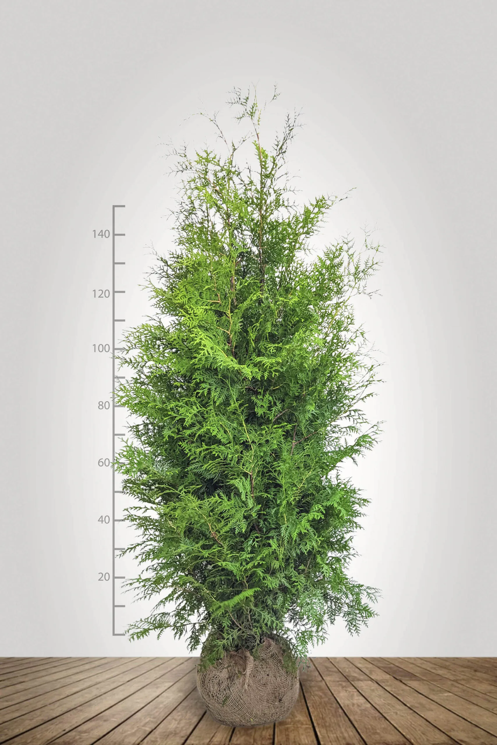 Thuja brabant 220-240 cm