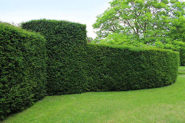 taxus baccata