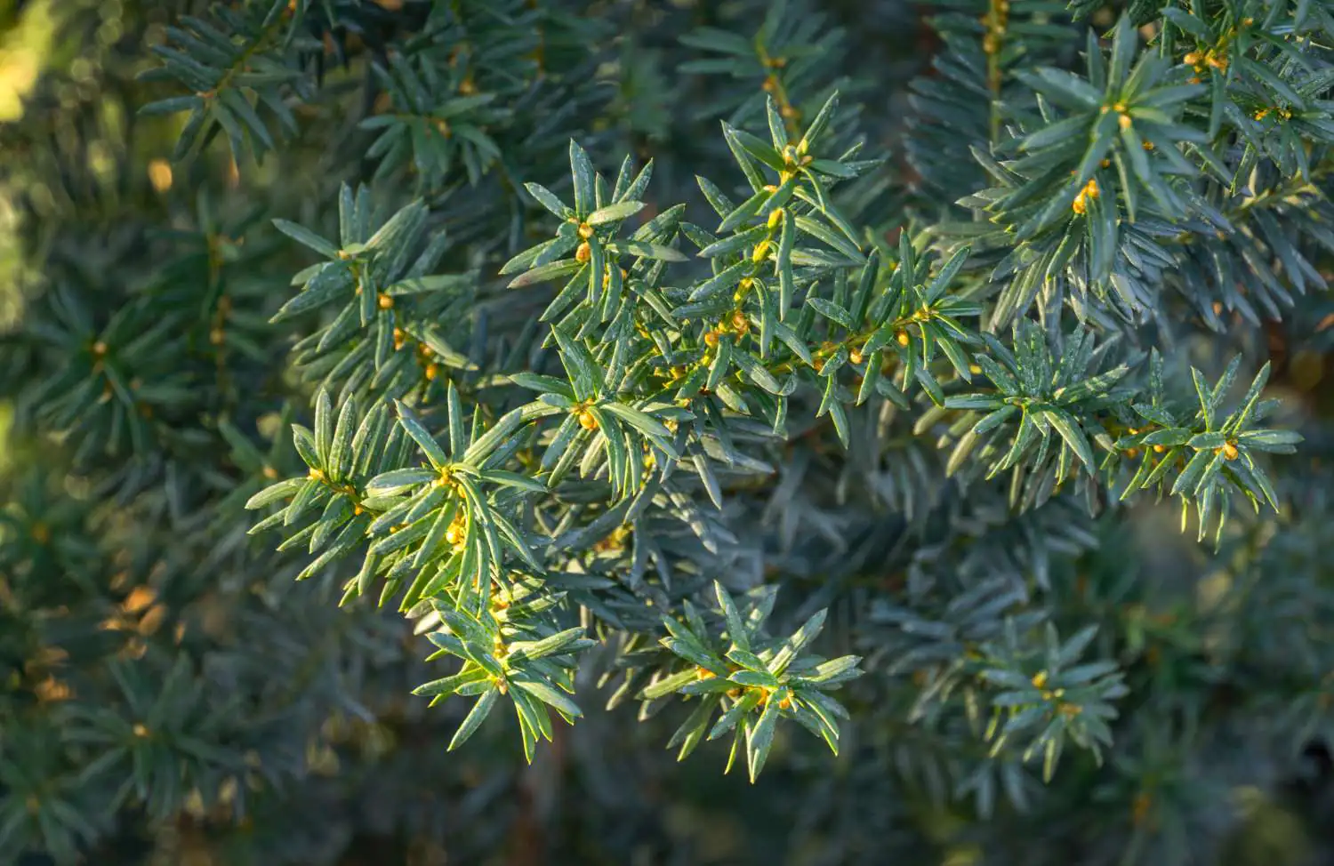 Taxus Media Hillii
