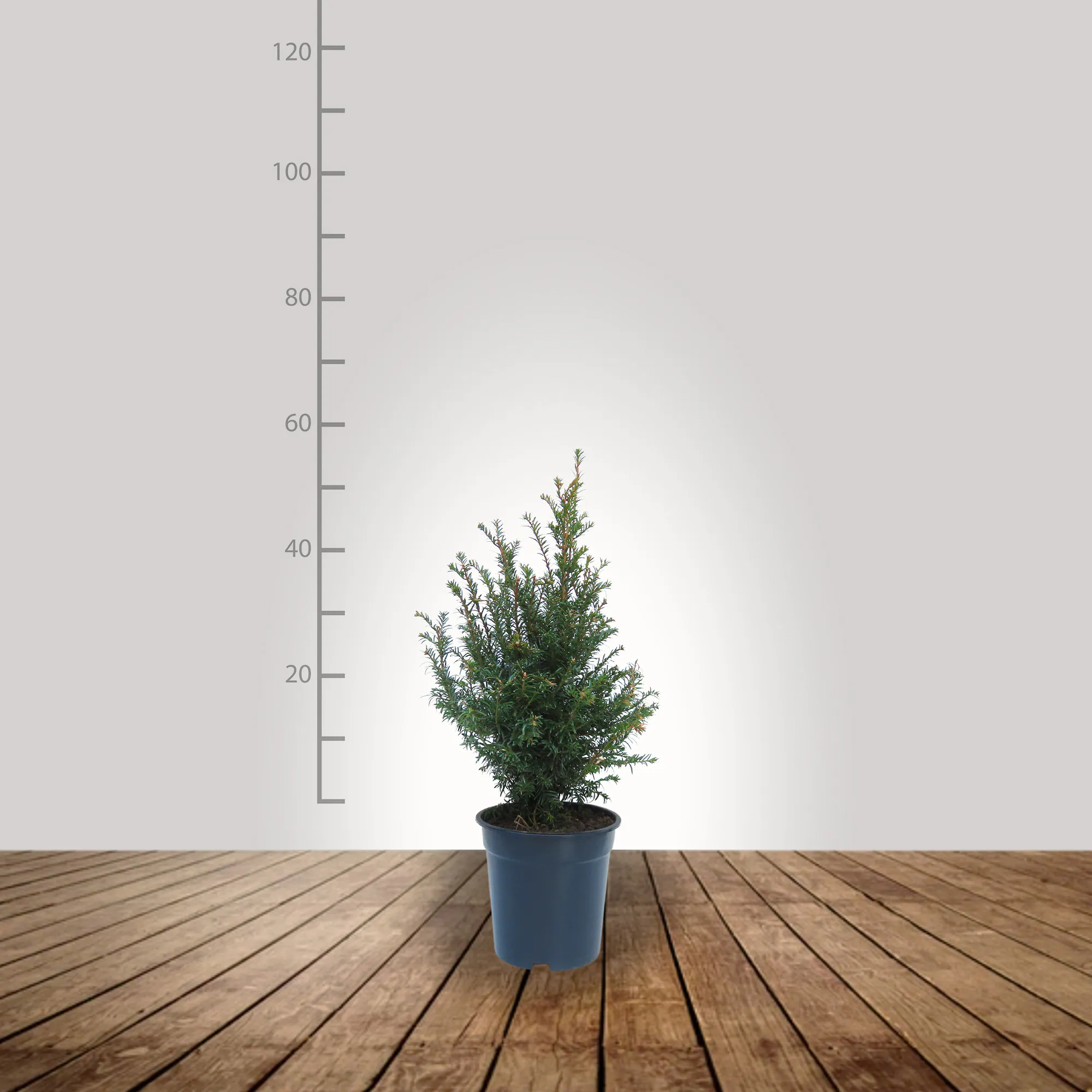 taxus_baccata_30_50_bg