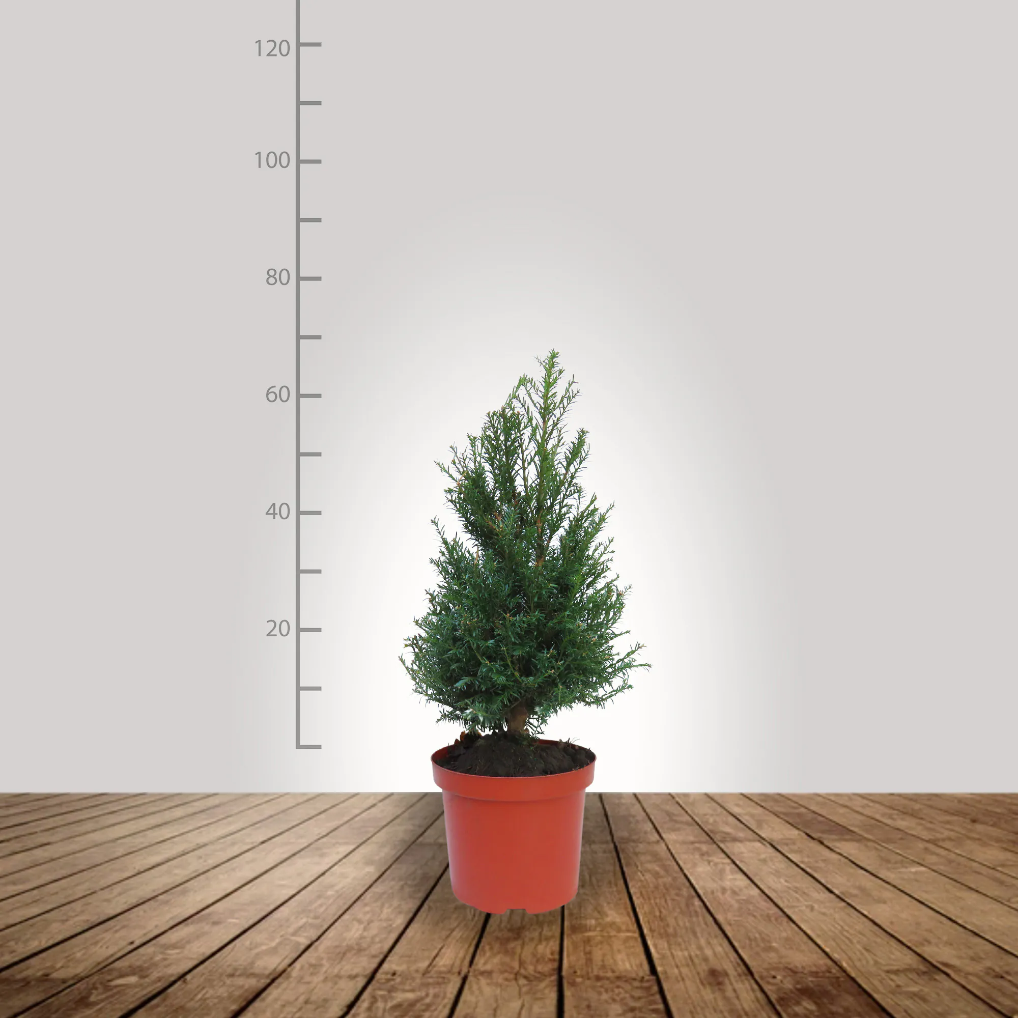 taxus_baccata_50_60_bg