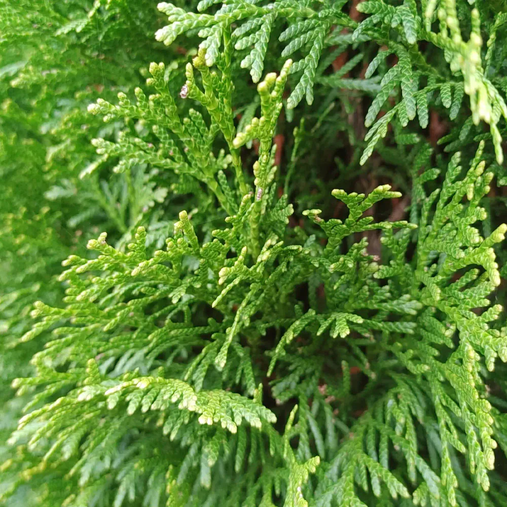 thuja_brabant2