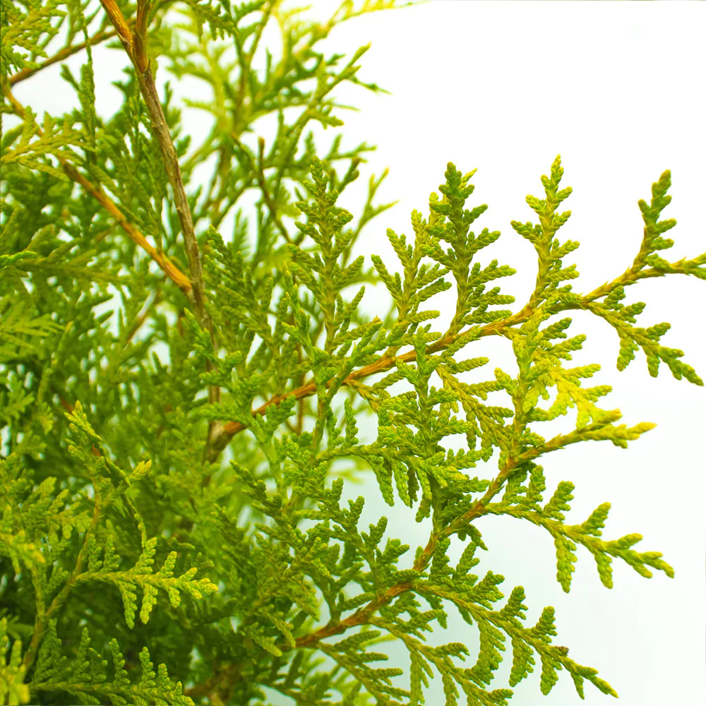 thuja_brabant_close2