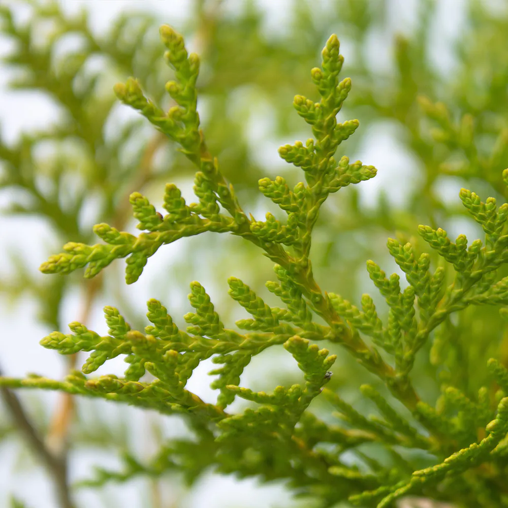 thuja_brabant_close3
